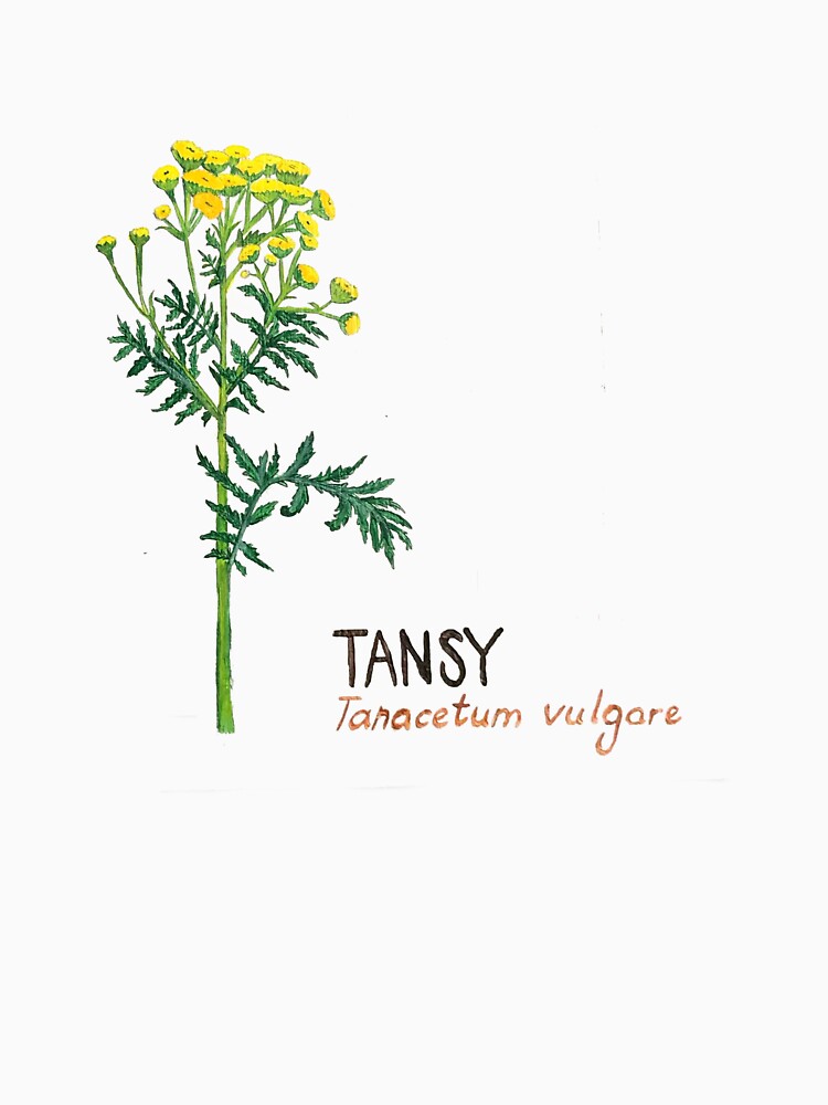 Tansy - Tanacetum vulgare by kindbotanicals
