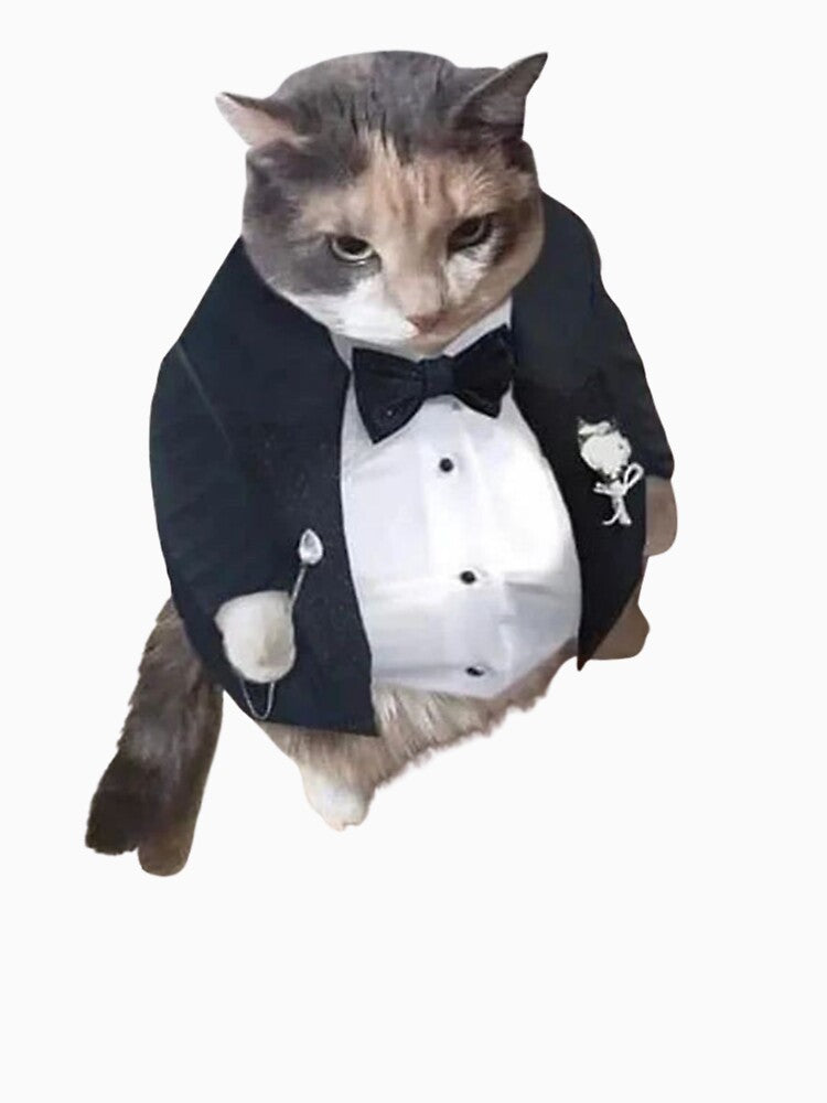 angry cat meme | funny cat by jassine11