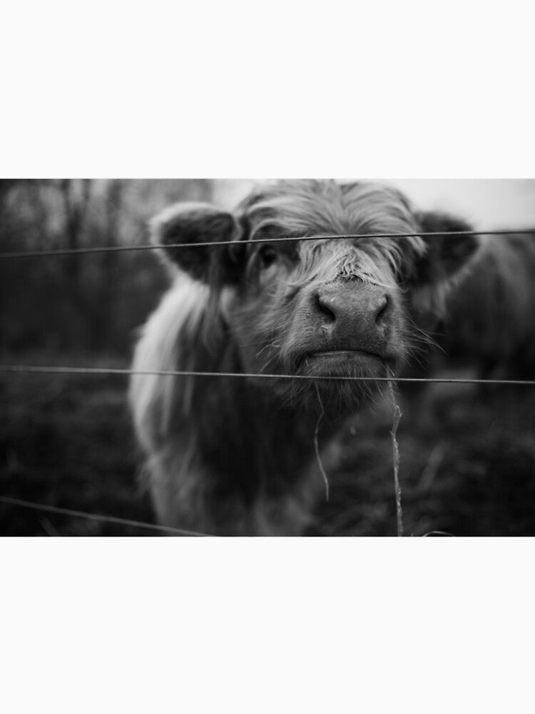 B&W Mini Highland Cow Calf by ARosesTouch