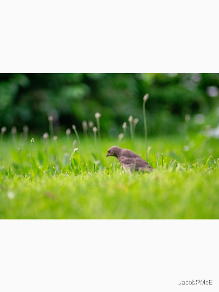 Baby bird in grass by JacobPMcE
