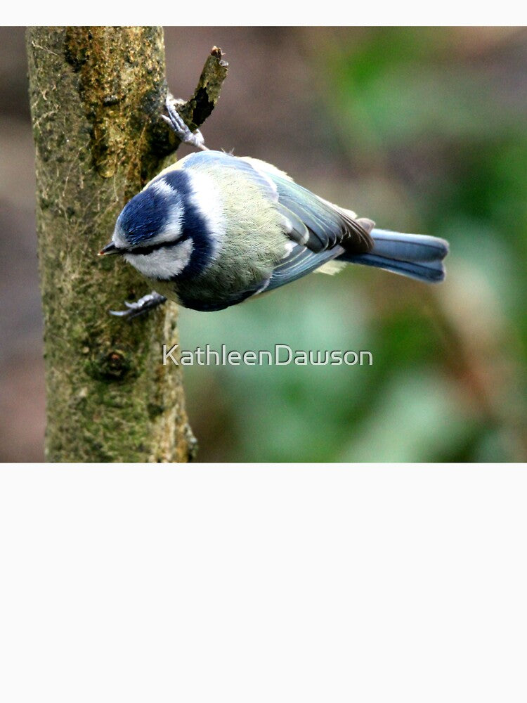 blue tit by KathleenDawson