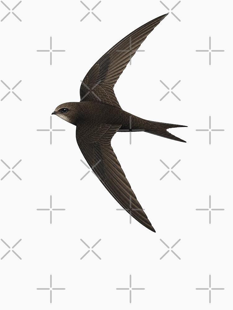 Swift by jamesgerardking