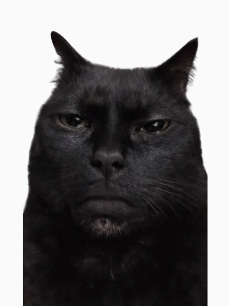 Angry Black Cat Staring (Kinda cute) by Lghomm