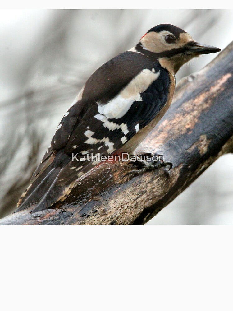 woodpecker by KathleenDawson