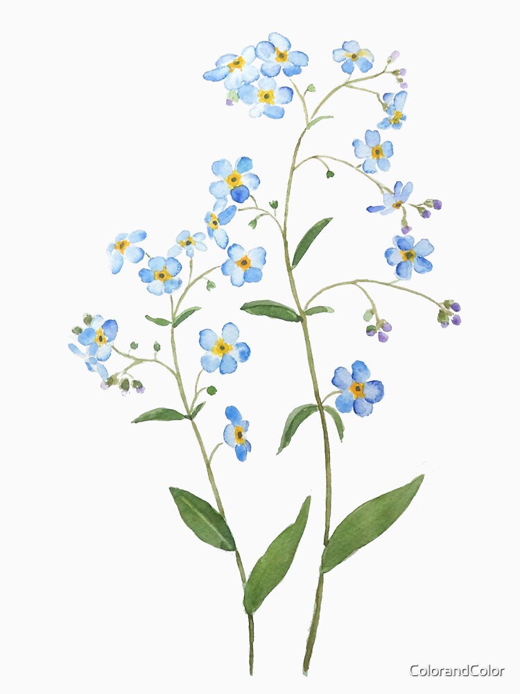 hand painted blue forget me not flowers 2021 watercolor by ColorandColor Unisex