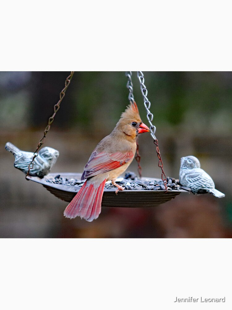 Female Cardinal by Jennifer Leonard