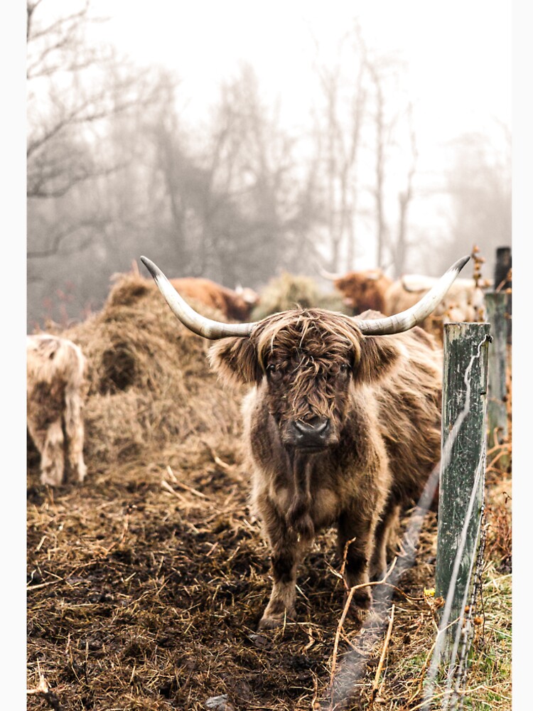 Mini Highland Cow on a Foggy Day by ARosesTouch