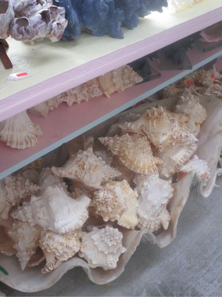 Seashell Ocean Beach Photo by ferazzi