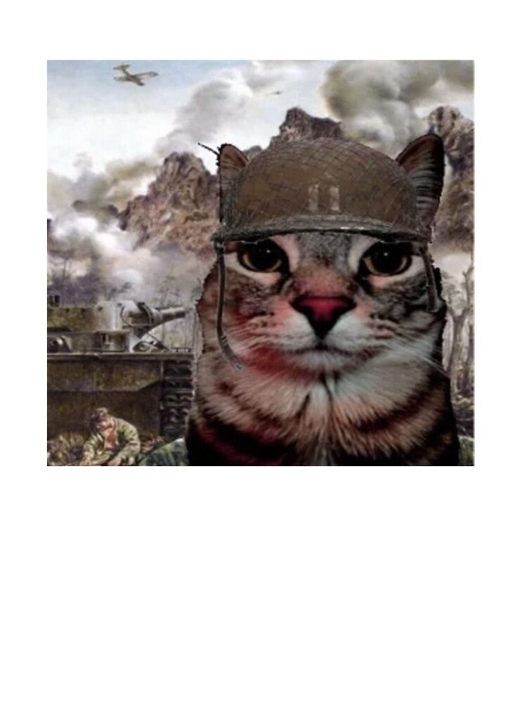 War cat meme by shannyyyy