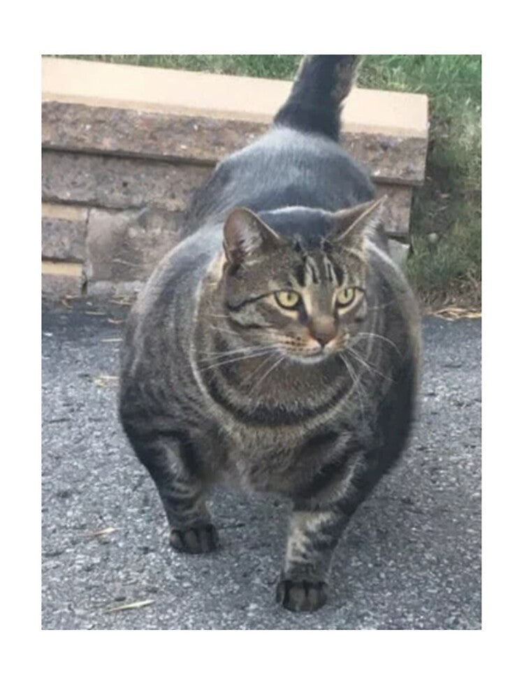 Swole Cat by PapaKnox