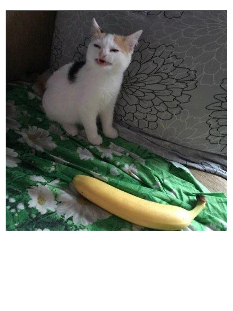 Banana Cat by PapaKnox