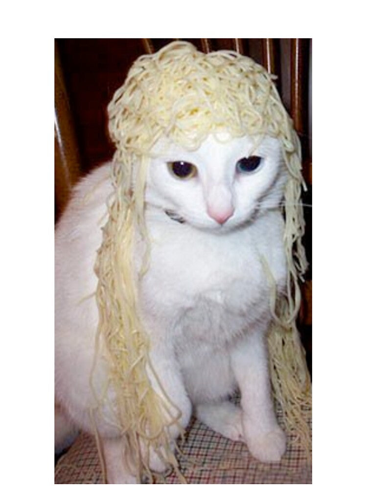 Spaghetti Cat by PapaKnox