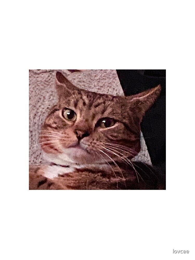 Meme Cat by lovcee