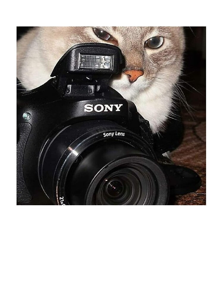 Camera Cat by PapaKnox