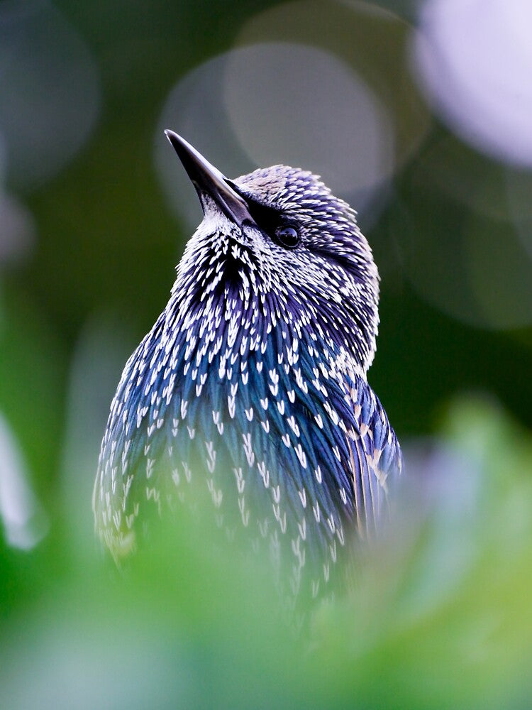 Starling by photobytableau