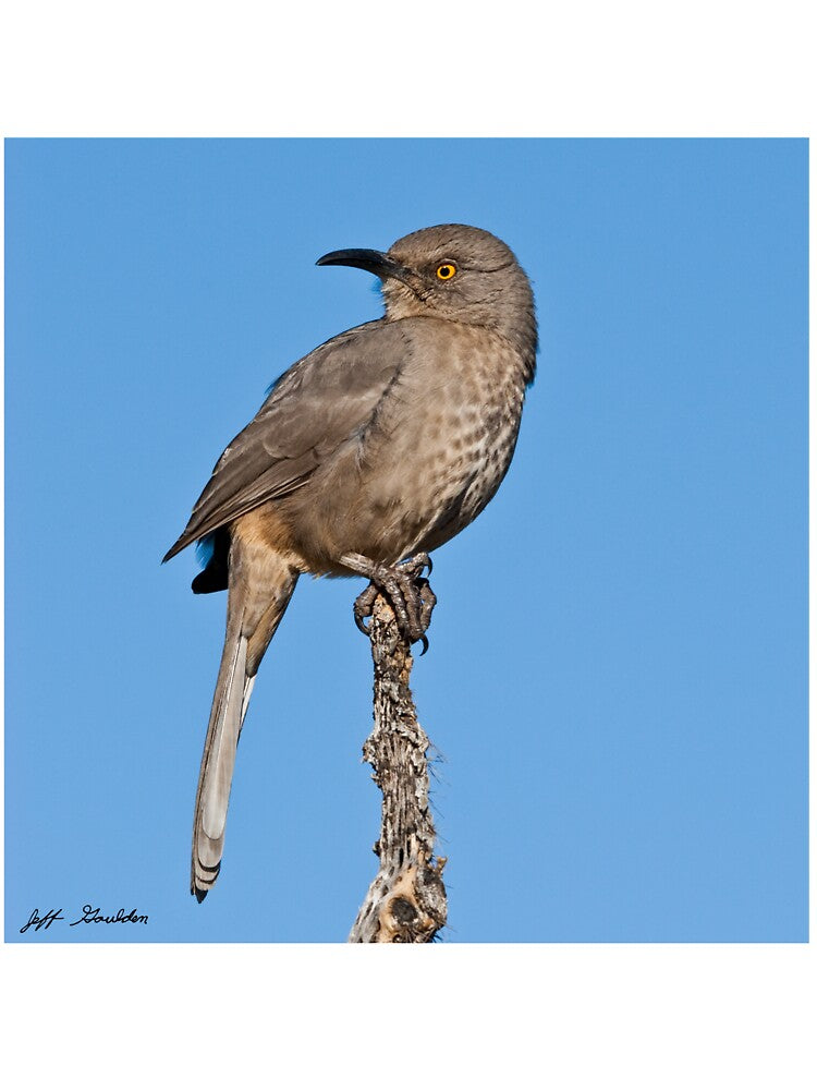 Curve-Billed Thrasher by Jeff Goulden Photography Unisex