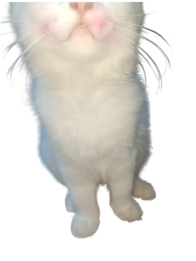 Smudge the Cat meme by cats-dogs1