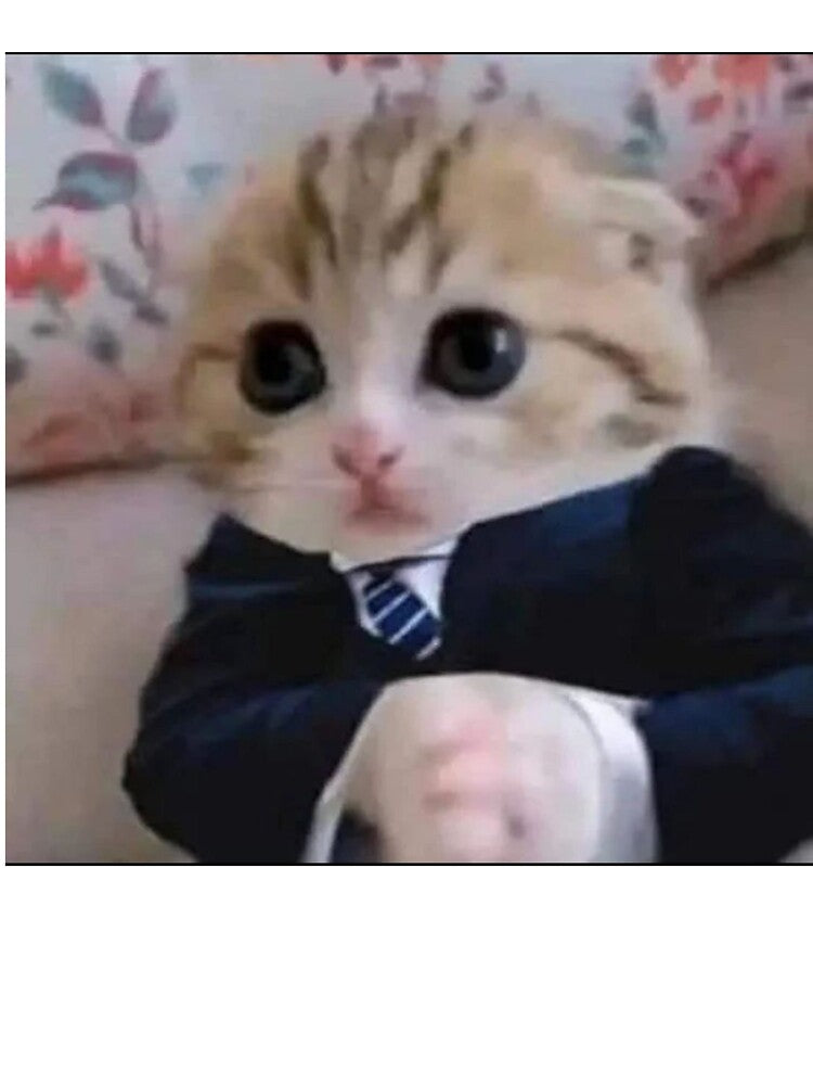 scary cat suit meme | funny cat by jassine11
