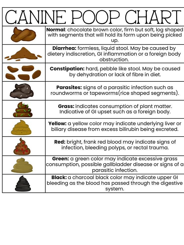 Canine Poop Chart by introVETed