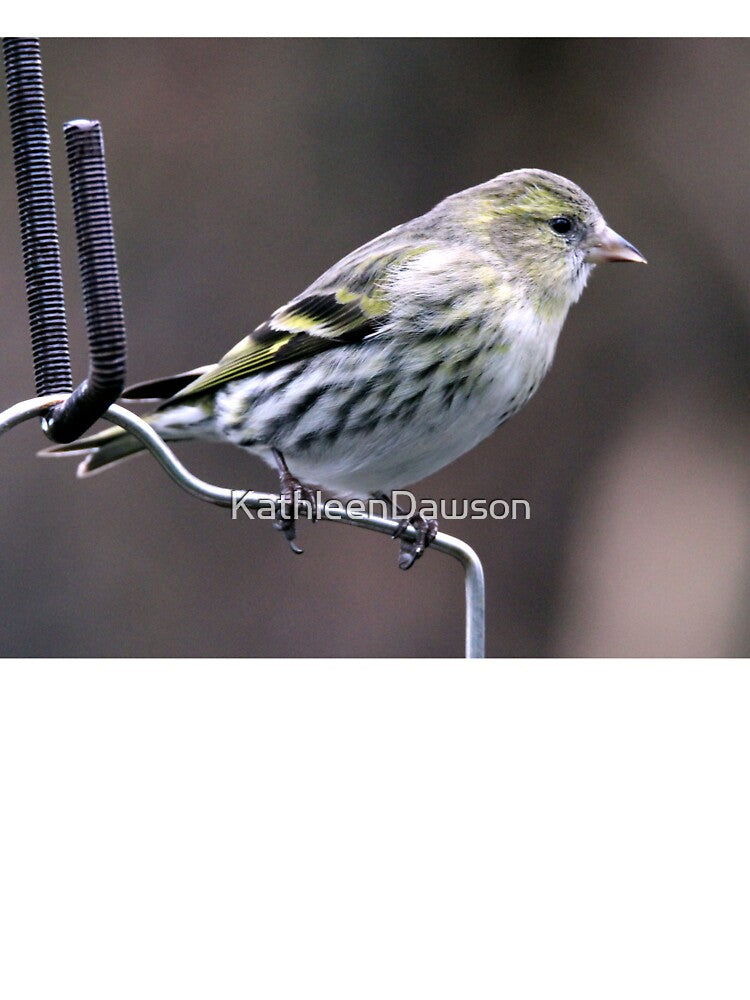 siskin by KathleenDawson
