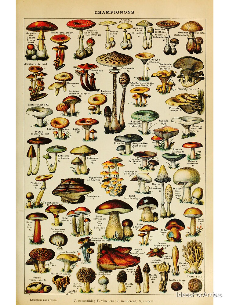 Mushroom Botanical by Inspirationmotivation