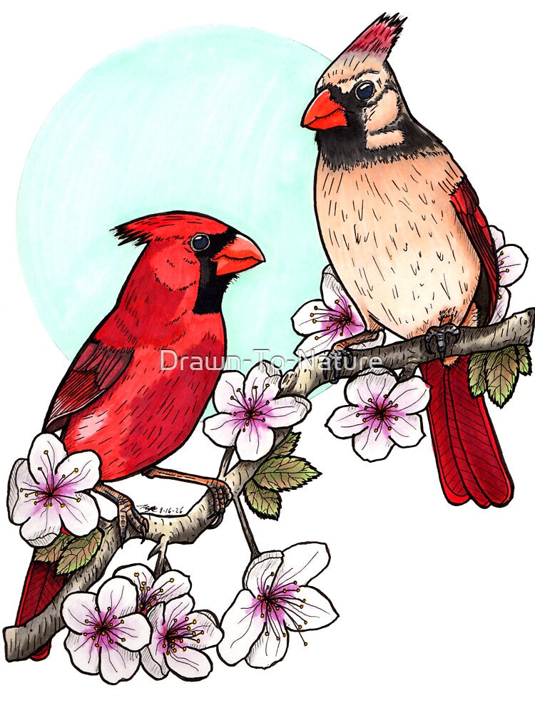 Northern Cardinals - Hand Drawn Gifts for Bird Lovers by Drawn-To-Nature
