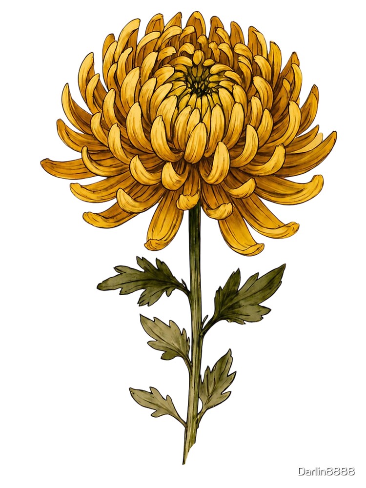Vintage Golden Spider Chrysanthemum Illustration - Antique Botanical Flower Art by Darlin8888