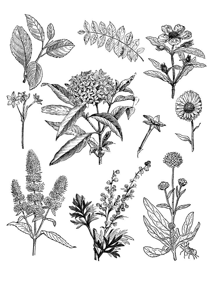 Vintage Flowers - Botanical Graphic by OutfitduJour