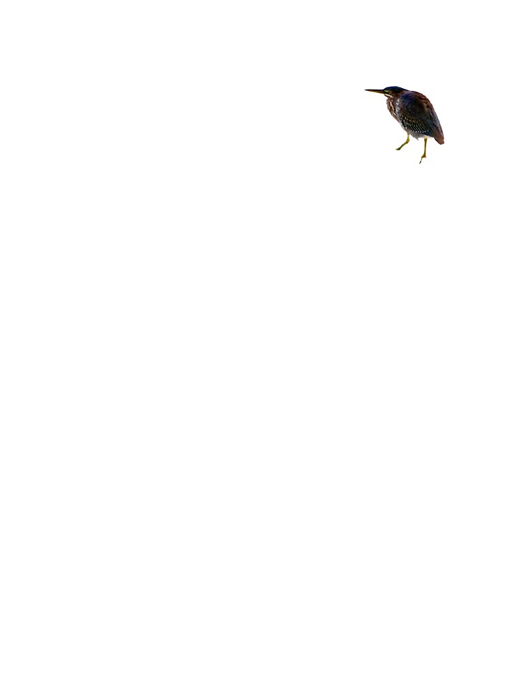 Green heron by FederalFeathers