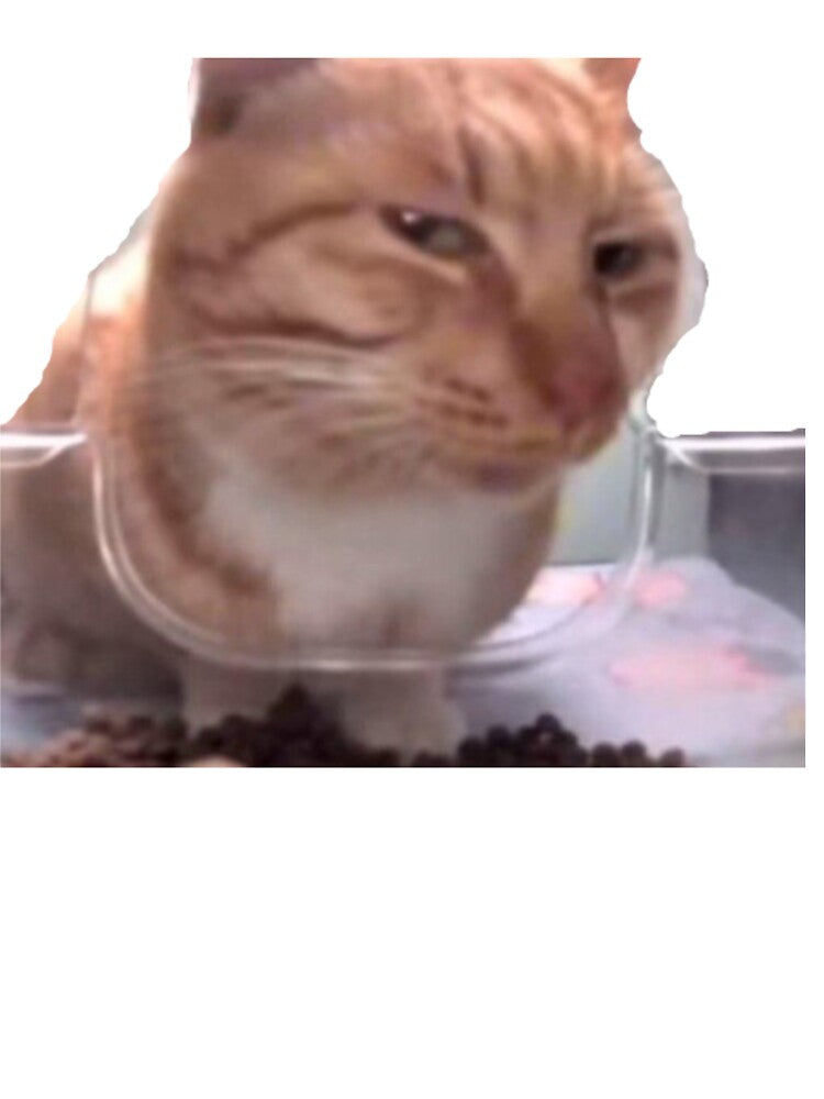 suspicious cat meme by Shrewd Mood