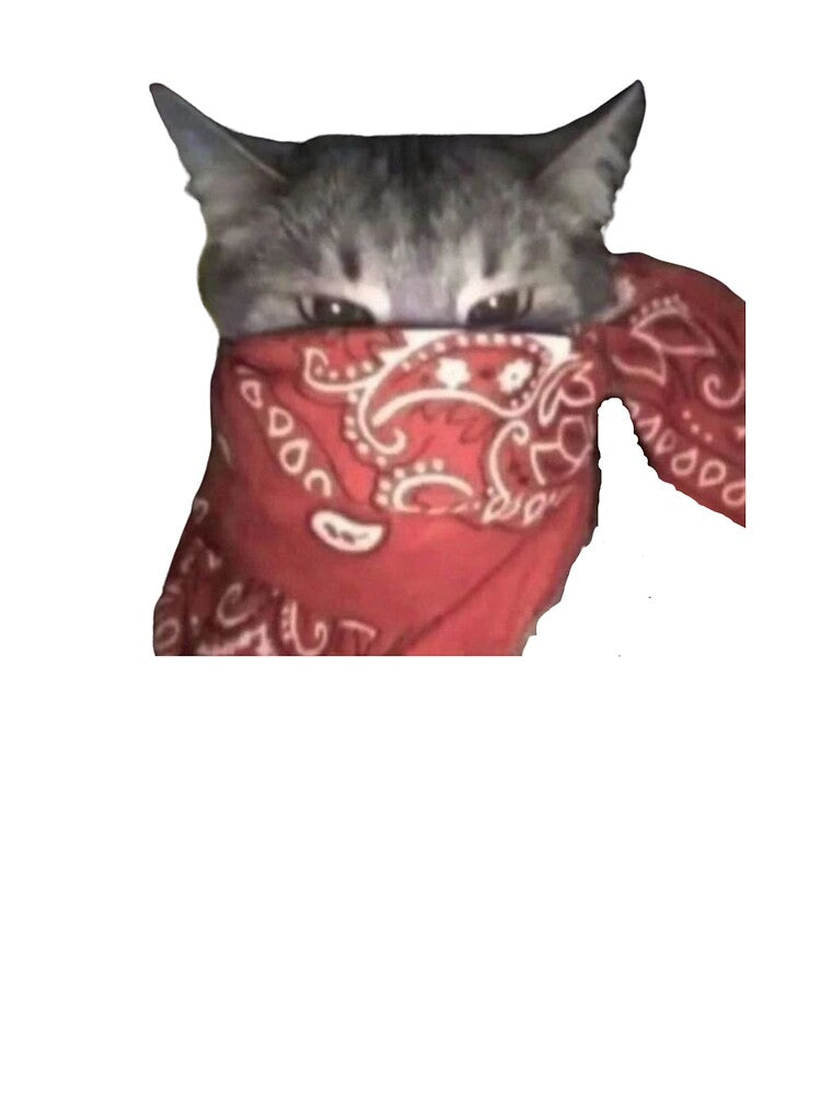 gangstar cat meme | funny cat by jassine11