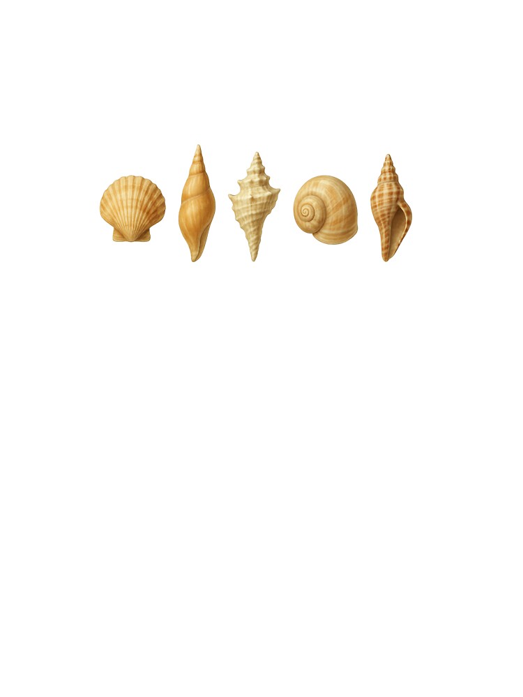 beach shells by The-Art-Parlor