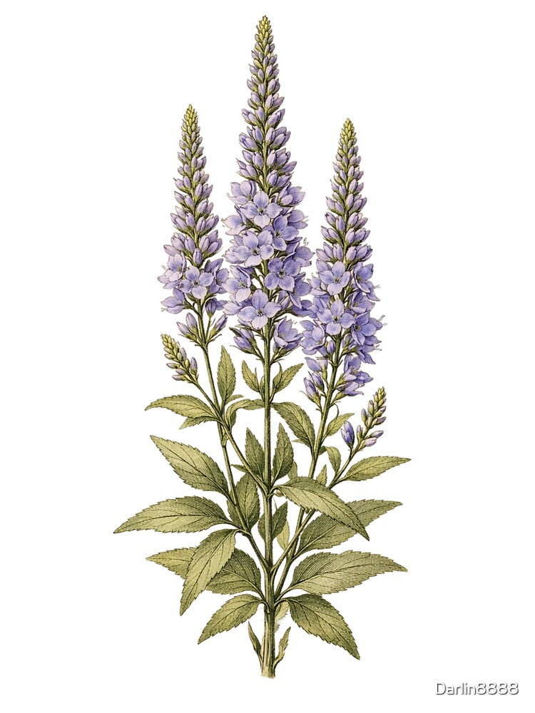 Vintage Veronica Spicata Botanical Illustration - Antique Speedwell Flower Print by Darlin8888