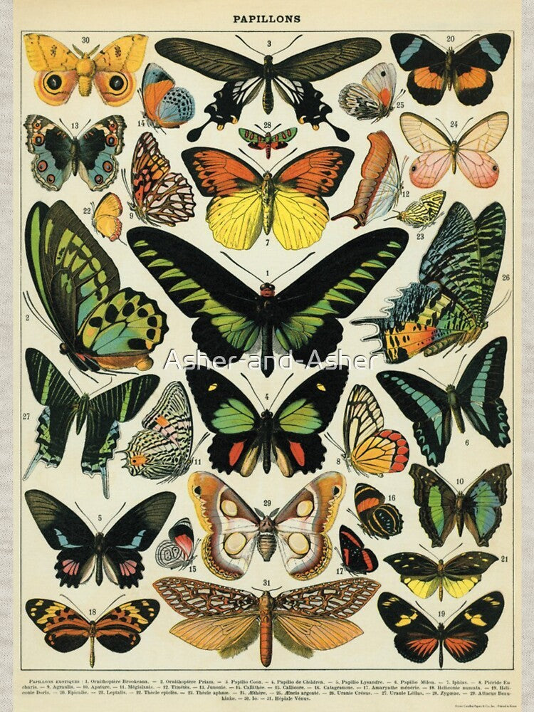 Vintage Butterflies - Darkacademia by Asher-and-Asher
